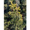 Abies alba 'Aurea' bal - jedle bělokorá 