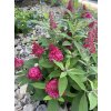 Buddleja davidii 'Little Ruby' ® - komule Davidova