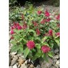 Buddleja davidii 'Little Ruby' ® - komule Davidova