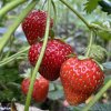 Fragaria 'Honeoye' - jahodník raný