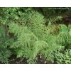 dryopterisfilixmasLinearisPolydactylon
