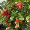 Vaccinium vitis-idaea 'Fire Balls' - brusinka