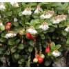 vaccinium vitis idaea lappland m