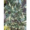Acer palmatum 'Beni-Shichi-Henge' - javor dlanitolistý