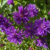 Aster novi-belgii 'Fuldatal' - hvězdnice