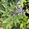 Vitex agnus-castus var. latifolia - drmek obecný / mnišský pepř