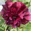 Alcea rosea plena 'Chaters Double Purple' - topolovka růžová - slézová růže