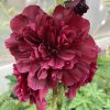 Alcea rosea plena 'Chaters Double Purple' - topolovka růžová - slézová růže