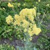 tempImageHuSIi7