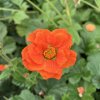 Geum coccineum 'Borisii' - kuklík šarlatový