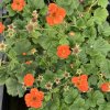 Geum coccineum 'Borisii' - kuklík šarlatový