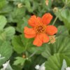 Geum coccineum 'Borisii' - kuklík šarlatový