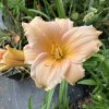Hemerocallis 'Mini Pearl' - denivka