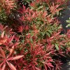 Pieris japonica 'Flaming Silver' - pieris japonský