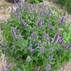 Agastache1