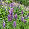 Agastache