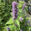 Agastache rugosa - agastache svraskalá