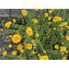 Anthemis tinctoria 'Dwarf Form' - rmen barvířský