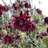 Aquilegia vulgaris 'Ruby Port' - orlíček obecný