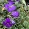 Aubrieta x cultorum 'Royal Cascade Purple-Violet' - tařička