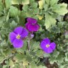Aubrieta x cultorum 'Royal Cascade Purple-Violet' - tařička