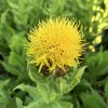 tempImageX8GITL