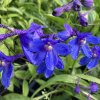 Delphinium belladonna 'Bellamosum' - ostrožka