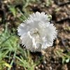 Dianthus plumarius 'Albus Plenus' - hvozdík péřitý
