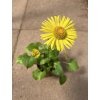 Doronicum orientale 'Magnificum' - kamzičník východní