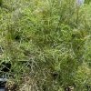 Foeniculum vulgare 'Purpureum' - fenykl obecný