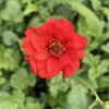 Geum chiloense 'Blazing Sunset' - kuklík čilský