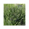 Hyssopus officinalis 'Caeruleus' - yzop lékařský