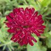 Knautia macedonica - chrastavec makedonský