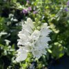 Physostegia virginiana 'Alba' - řetězovka viržinská