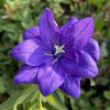 Platycodon grandiflorus 'Hakone Blue' - boubelka velkokvětá