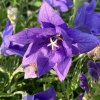 Platycodon grandiflorus 'Hakone Blue' - boubelka velkokvětá