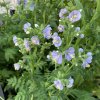 Polemonium boreale 'Heavenly Habit' - jirnice