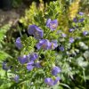 Polemonium boreale 'Heavenly Habit' - jirnice