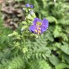 Polemonium boreale 'Heavenly Habit' - jirnice