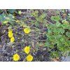Potentilla crantzii - mochna alpská