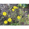 Potentilla crantzii - mochna alpská