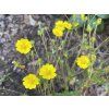 Potentilla crantzii - mochna alpská