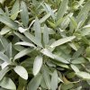 Salvia officinalis 'Extrakta' - šalvěj lékařská
