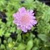 Scabiosa columbaria 'Pincushion Pink' - hlaváč fialový