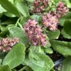 Sedum telephium 'Emperor's Waves' - rozchodník