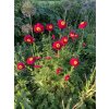Tanacetum coccineum 'Robinson Rot' - řimbaba šarlatová