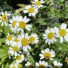 Tanacetum parthenium - kopretina řimbaba