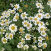 Tanacetum parthenium - kopretina řimbaba