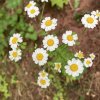 Tanacetum parthenium - kopretina řimbaba