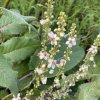 Verbascum chaixii - divizna jižní